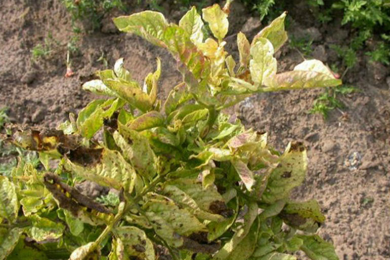 Potato plant  zebra chip and psyllid